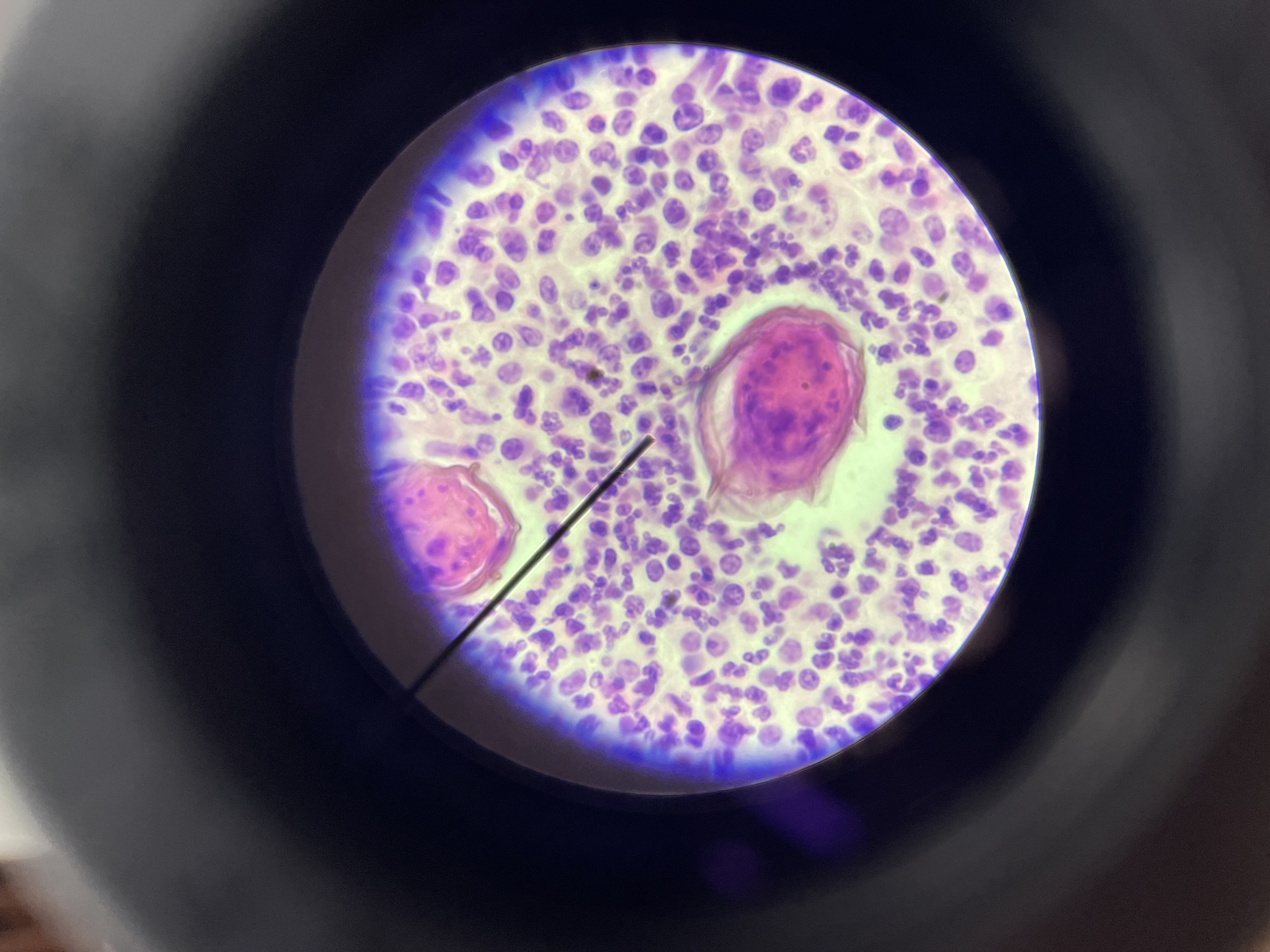 <p>What species is this?</p>
