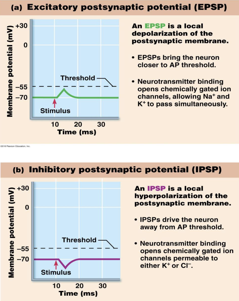 <p><strong>Postsynaptic Potentials</strong></p><p>What are the two types of postsynaptic potentials?</p>