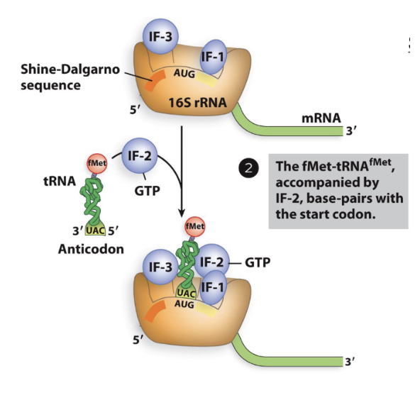 <p>Translation Initiation in Bacteria: step 2</p>