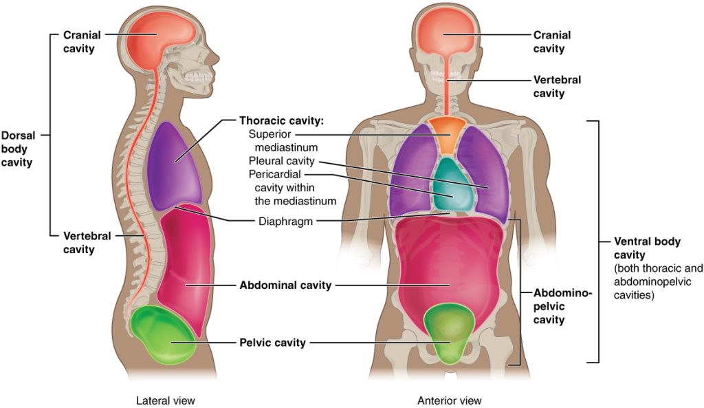 <ol><li><p><u>The Dorsal Cavity</u>: (aka - the back/remember: dorsal = the fin on the back of an animal), which is subdivided into the <strong>cranial cavity</strong> (housing the brain) and the <strong>vertebral cavity</strong> (housing the spinal cord).</p></li><li><p><u>The Ventral Cavity: </u>is subdivided into the <strong>thoracic cavity</strong> and the <strong>abdominopelvic cavity</strong></p></li></ol><p></p>