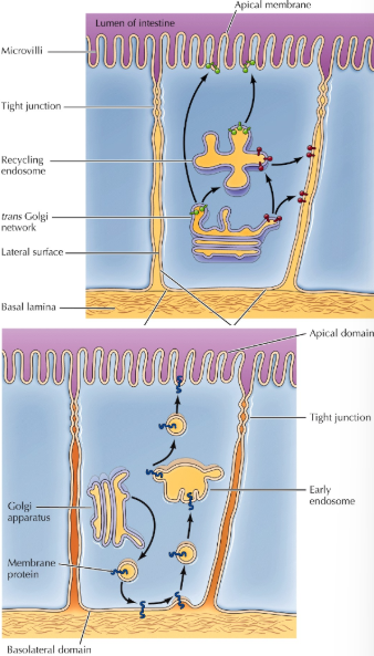 <p>endocytosed proteins are re-sorted via</p>