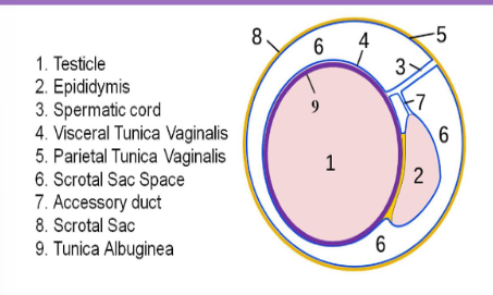 <p>Testicle is surrounded by a dense fibrous capsule called:</p>