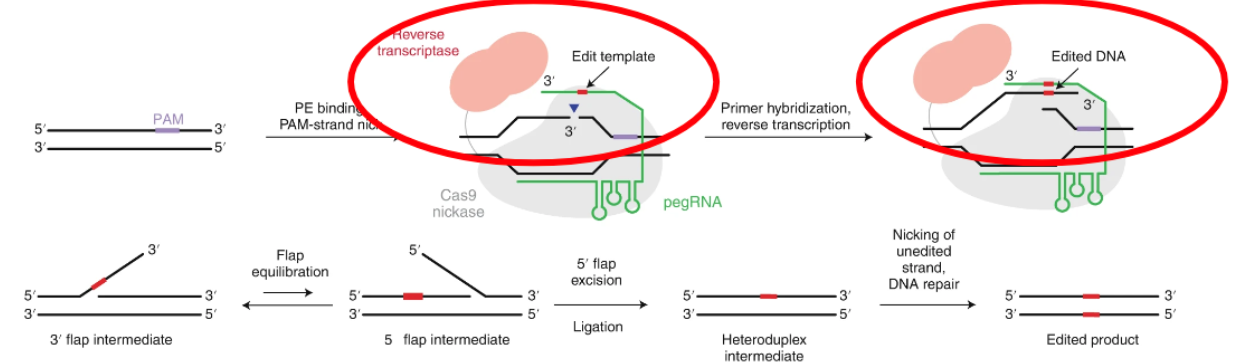 <p>Prime Editors Process</p>