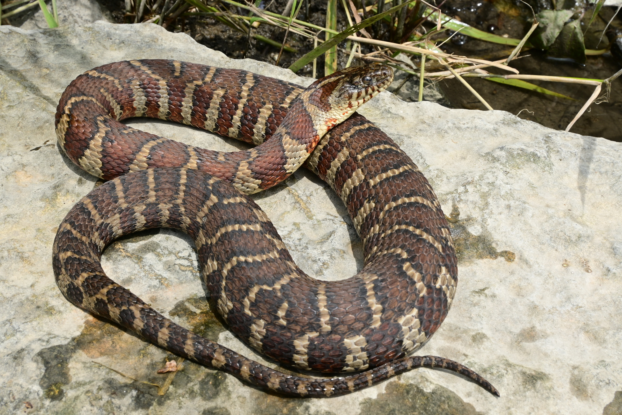 <p>Alethinophidia, Colubroidea, Colubridae<br>Nerodia sipedon<br>Northern Watersnake</p>