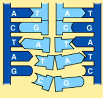 <p>the fragments still need to be ligated together.</p>