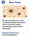 <p>Strong connective tissue with a hard mineralized extracellular matrix. It provides support and protection and contains osteocytes. </p>