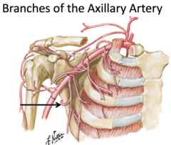 <p>Identify the structure</p>