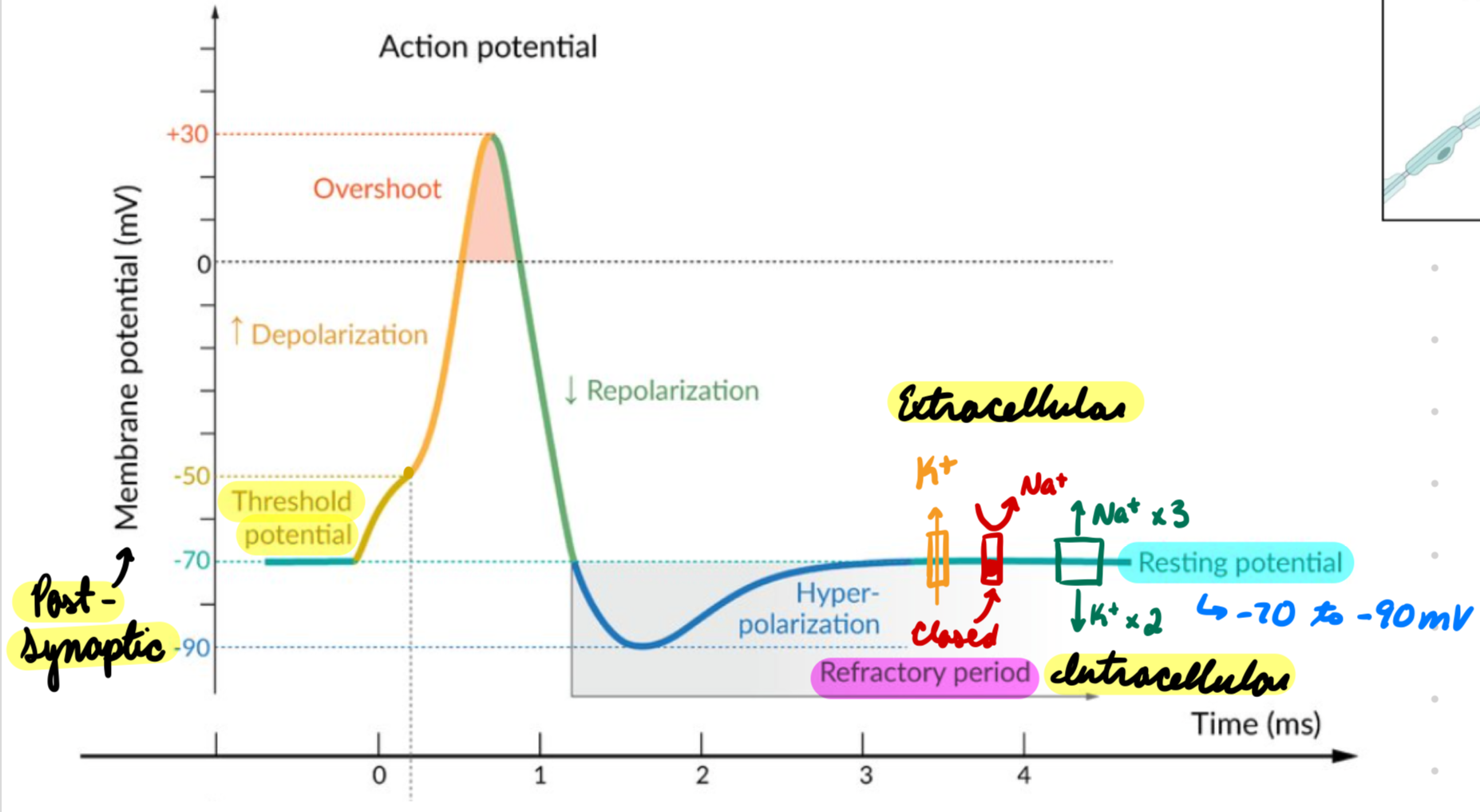 <p>Membrane potential at rest</p><ul><li><p>-70 to -90 mV</p></li></ul><p>Maintained by diffusion potentials</p><ul><li><p>Leaky K+ Channels: K+ move out</p></li><li><p>Na+/K+ ATPase:</p><ul><li><p>Transport 3 Na+ out</p></li><li><p>Transport 2 K+ in</p></li></ul></li><li><p>Voltage-Gated Na+ Channels: Closed at rest</p><ul><li><p>Keep Na+ extracellular</p></li></ul></li></ul><p></p>