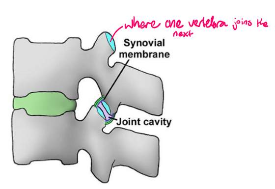 <p>Plane synovial joints relating to gliding movements</p><ul><li><p>Movement depends on the orientation of the articular surfaces involved</p></li><li><p>Superior & inferior processes have ‘facets’/articular surfaces</p></li></ul><p></p>