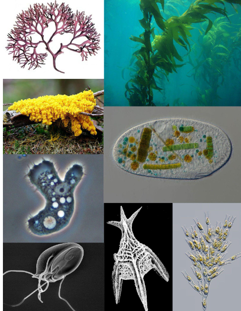 <p>Protists are mostly …..</p>