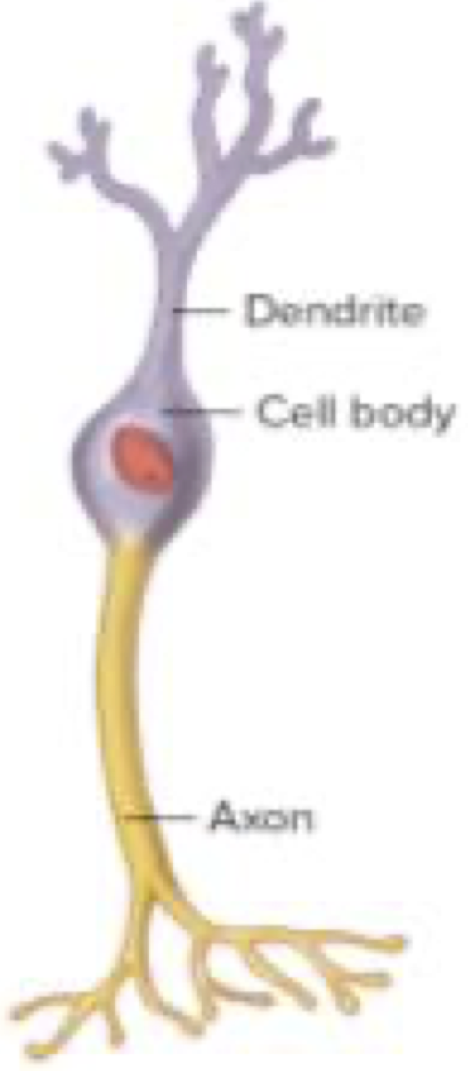 <p>One cell body and two processes, a dendrite and an axon</p><p>Specialised sensory neurons in retina of eye and nasal cavity</p>