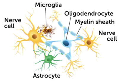 <ul><li><p><span style="background-color: transparent; font-family: "Times New Roman", serif;">Microglia</span></p><ul><li><p><span style="background-color: transparent; font-family: "Times New Roman", serif;">Located outside CNS, mylinate axons individually</span></p></li></ul></li><li><p><span style="background-color: transparent; font-family: "Times New Roman", serif;">radial glia</span></p><ul><li><p><span style="background-color: transparent; font-family: "Times New Roman", serif;">Developing brain, mainly embryo, neurogenesis and helping migration of neurons to correct locations. May differentiate into other cells</span></p></li></ul></li></ul><p></p>