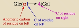 <ol><li><p>Put the non-reducing residue at the left</p></li><li><p>Name the reducing sugar on the right</p></li><li><p>Describe the linkage of the glycosidic bond</p></li></ol><p></p>