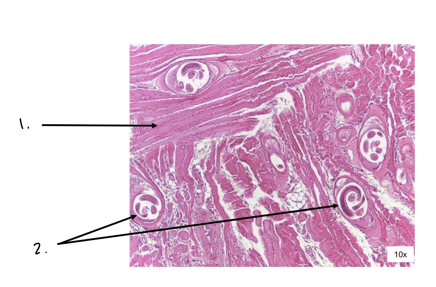 term image