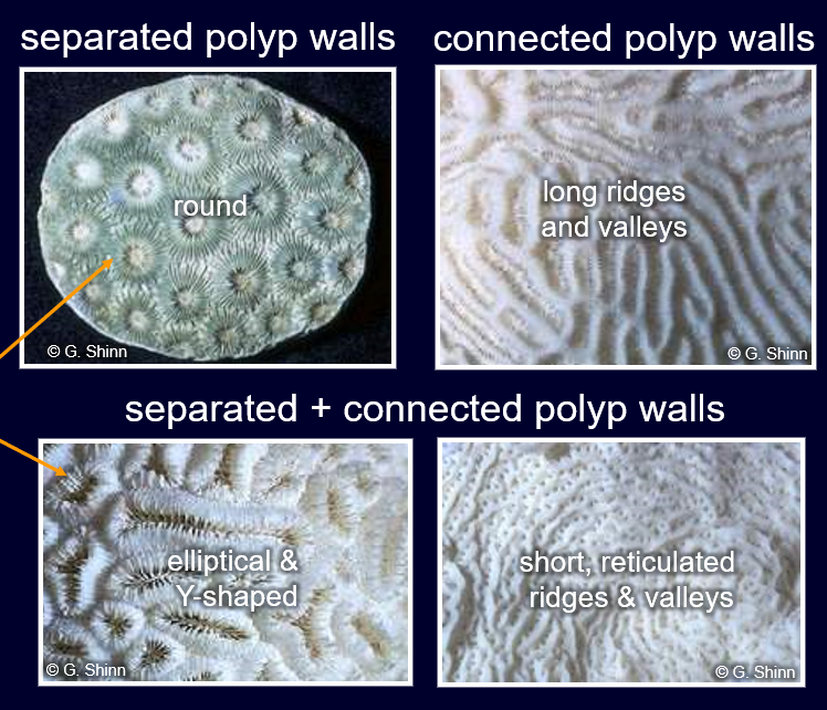 <p><span>The shapes <br>and sizes of polyps are also visible in their underlying skeletons.</span></p><p><span>Septa are conspicuous vertical partitions in the polyp wall.</span></p>