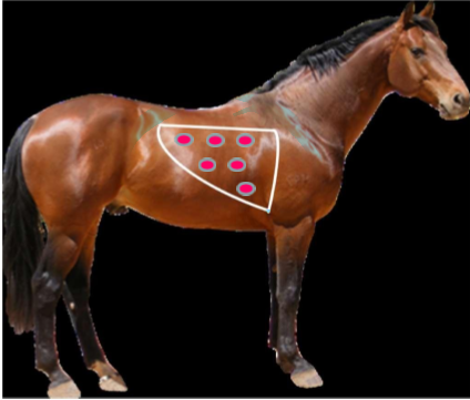 <p>RR, RE, Resp Sounds</p><p>3, 2, 1 (triangle)</p><p>heave line = struggling to breathe </p>