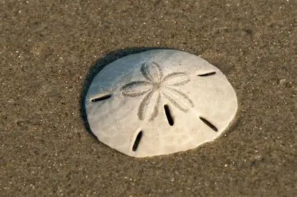 <ul><li><p><span>hey are closely related to sea urchins and starfish and are found in shallow coastal waters worldwide, typically at depths of 3 to 40 meters (10 to 130 feet)</span></p></li><li><p><span>filter feeders, consuming plankton, algae, detritus, and tiny invertebrates such as crustacean larvae and copepods.</span></p></li><li><p><span>Sand dollars move primarily using their tube feet and spines. They burrow into sand for protection and to avoid predators, and their spines also help in feeding and sediment aeration, contributing to nutrient recycling in coastal ecosystems</span></p></li><li><p><span>Sand dollars reproduce sexually, releasing eggs and sperm into the water</span><br></p></li></ul><p></p>