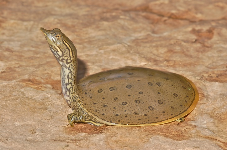 <p>Apalone spinifera</p>
