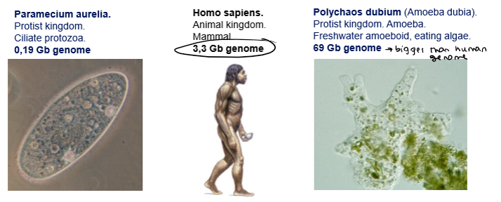 <p>The range of C values does not correlate with the complexity of organisms → we would expect that the more complex the genome the bigger it would be, but that is not always the case</p>