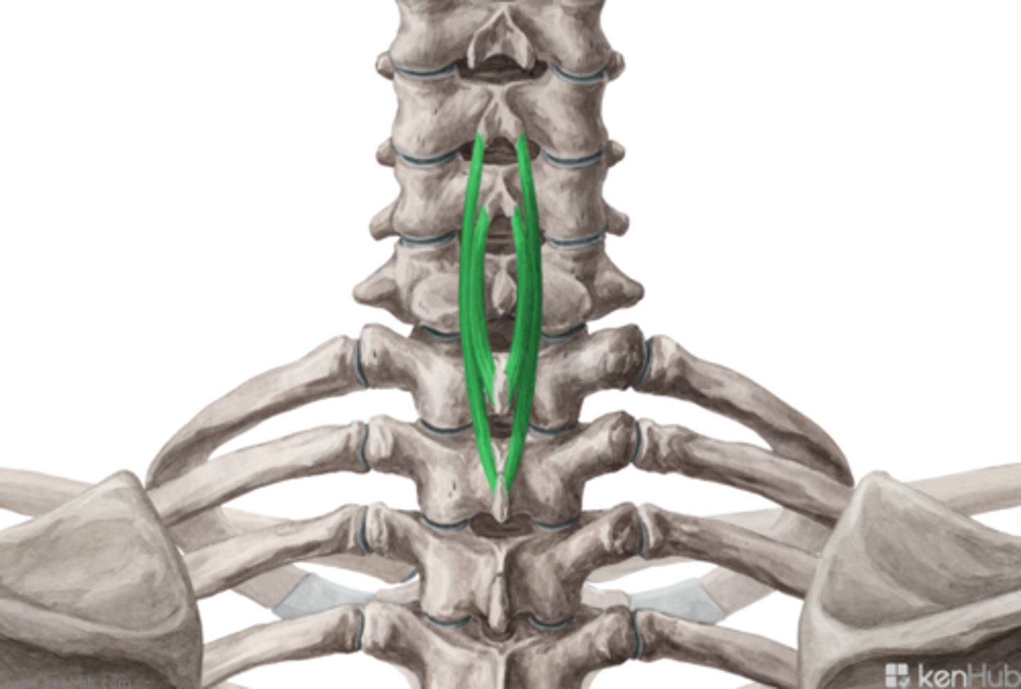 <p>Lower part ligamentum nuchae</p><p>spinous process C7</p>