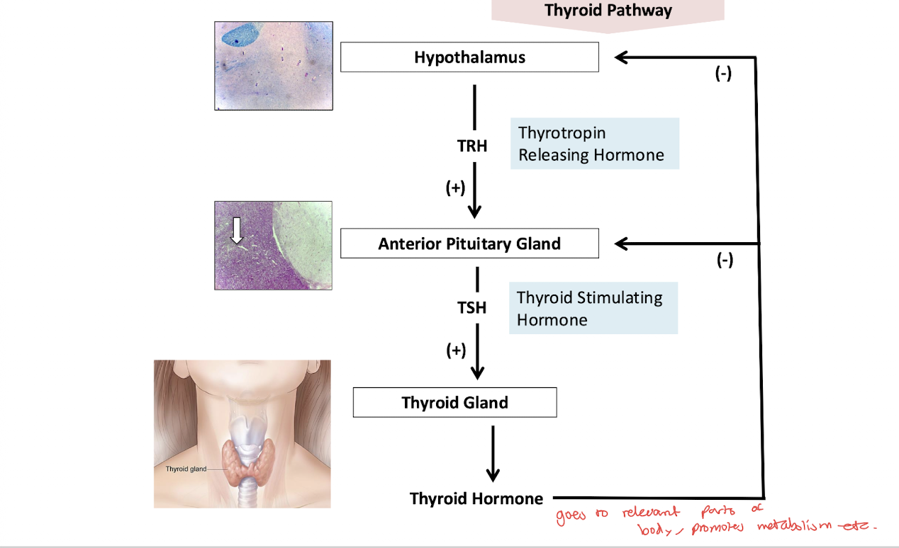 <p>TSH → <strong>Thyroid Stimulating Hormone</strong></p><ul><li><p>stimulates the thyroid gland</p></li></ul><p></p>