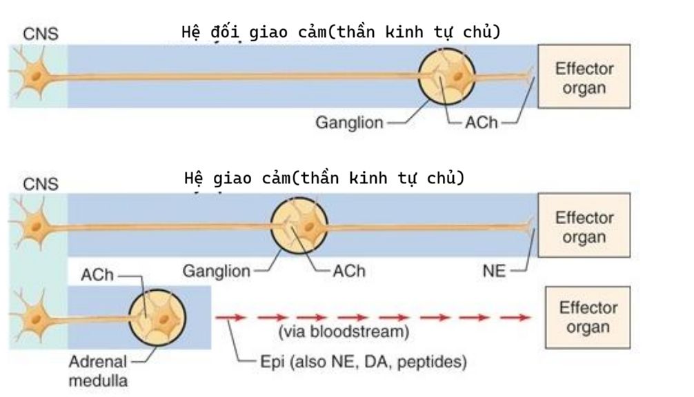 <p>Hệ thần kinh đối giao cảm có hạch thần kinh nằm ở thành cơ quan đích</p><p>Hệ thần kinh giao cảm có Hạch bên tủy sống, hoặc tủy tuyến thượng thận(một dạng hạch thần kinh đặc biệt)</p><p>Tủy tuyến thượng thận sẽ tiết hormone theo đường máu đến cơ quan đích</p>
