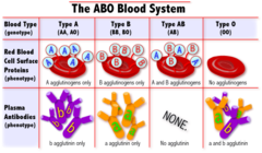 <p>RBCs with type B surface antigens and plasm with anti-A antibodies</p>