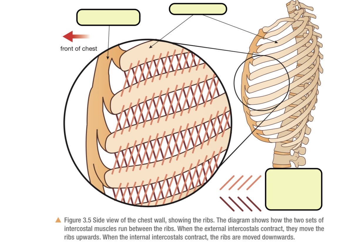 <p><span style="background-color: transparent;">Label the intercostal muscles</span></p>