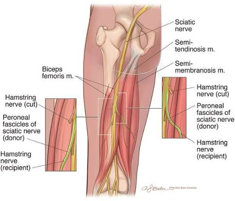 <ul><li><p>function: flexes leg at the knee joint; laterally rotates leg when flexed at knee</p></li></ul><p></p><ul><li><p>innervation: Common fibular division of <span style="color: red;">sciatic nerve</span> (L5-S1 fibers)</p></li></ul><p></p>