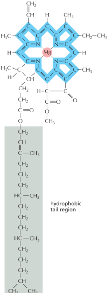 <p>has a poryphrin ring with magnesium in the center to allow it to absorb energy from light</p><ul><li><p>the hydrophobic tail region <strong>holds chlorophyll in thylakoid membrane</strong></p></li></ul><p></p>