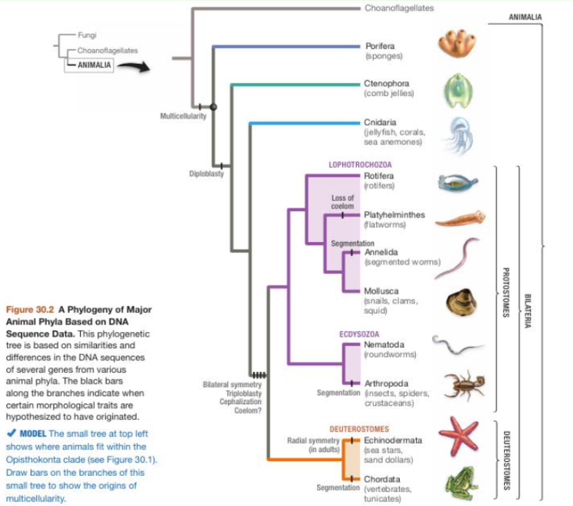 <p><span style="background-color: transparent;">Major Animal Lineages</span></p><ul><li><p><span style="background-color: transparent;">Animalia → <strong>_________ </strong>&amp; <strong>_________ </strong> → <strong>_________  </strong>&amp; <strong>_________ </strong></span></p><ul><li><p><span style="background-color: transparent;">Other lineages are not less evolved than humans, they’re<strong> ___________________</strong></span></p></li></ul></li></ul><p></p>