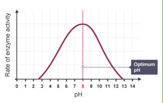 <p>pH - Effect On Enzyme Activity</p>