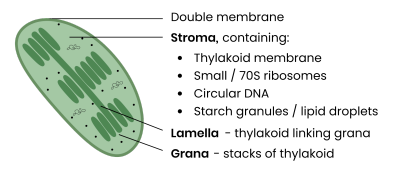 <p><strong>Describe the structure and function of chloroplasts.</strong></p>