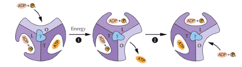 <p>what is the tight conformation of an alpha-beta pair in the F<sub>1</sub> complex</p>