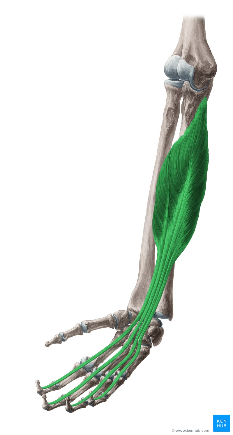 <p><span>M. flexor digitorum profundus</span></p><p><span>Ursprung, Ansatz, Funktion</span></p>