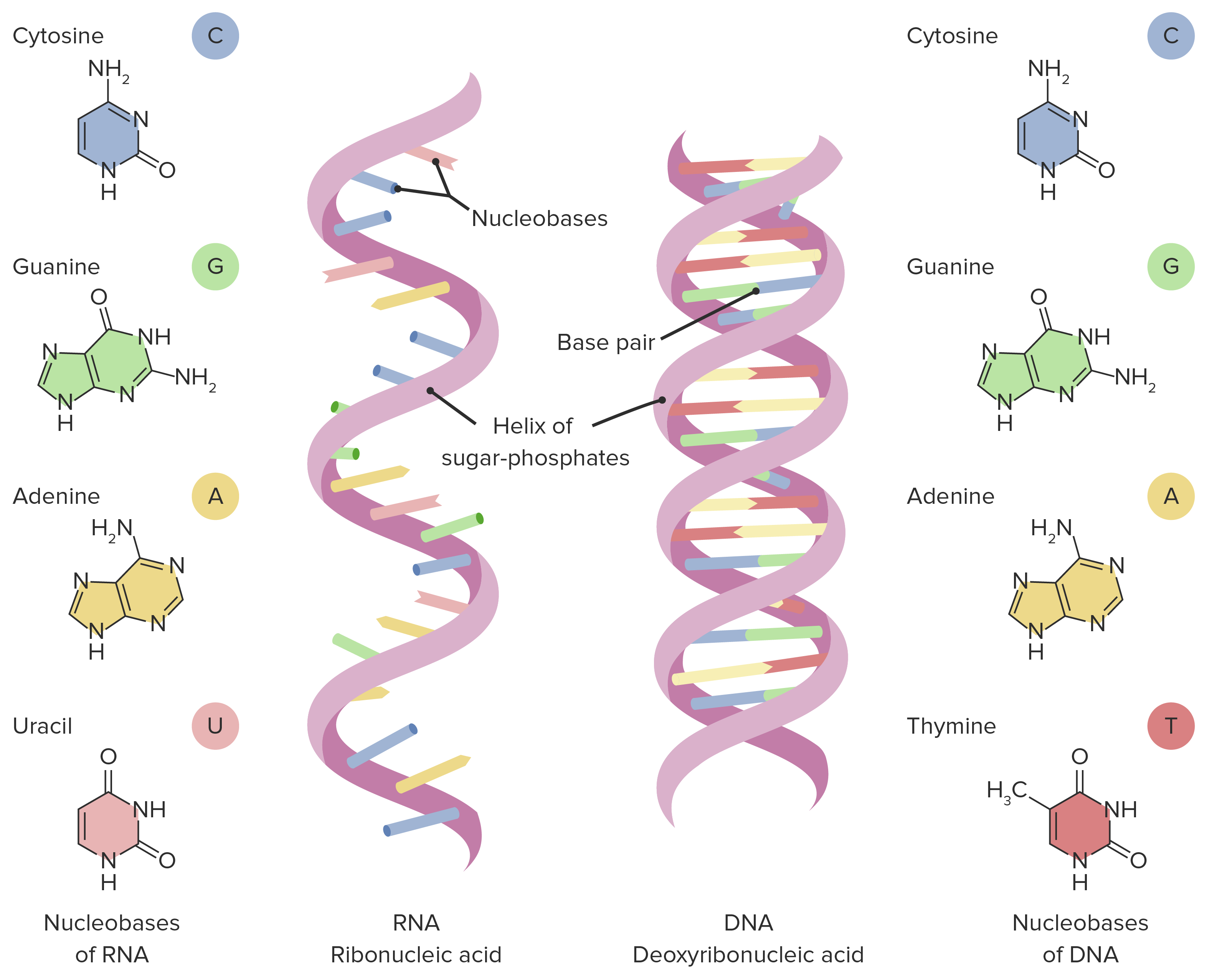 <p>Polymers of nucleotides </p><p>DNA deoxyribonucleic acid (DNA) is the largest 100 million - 1 billion nucleotides long </p><p>RNA ribonucleic acid range from 70 to 10,000 nucleotides long</p>