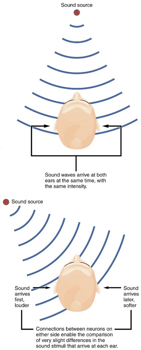 <ul><li><p>The brain uses <strong>both ears (paired ears)</strong> to detect sound direction</p></li><li><p>Compares differences in:</p><ul><li><p><strong>Volume (loudness)</strong> between ears</p></li><li><p><strong>Time of arrival</strong> of sound at each ear</p></li></ul></li><li><p>These differences help locate where the sound is coming from</p></li><li><p>This process is called <strong>sound localization</strong></p></li></ul><p></p>