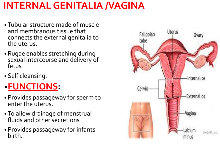 <p><strong>uterus aka womb: fundus </strong><span><strong>→ </strong></span><strong> corpus / body </strong><span><strong>→ </strong></span><strong>cervix (narrow tube opening to vagina) </strong></p><p>mucosal lining functions </p><ul><li><p>lubricates vagina</p></li><li><p>bacteriostatic agent </p></li><li><p>alkaline environment to hold sperm </p></li><li><p>produces mucus plug in cervical canal. prevent infection </p></li></ul><p></p>