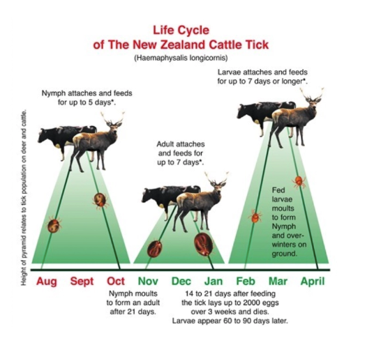 <p><u>Deer/Cattle:</u></p><ol><li><p>Mortality of newborn fawns (adult ticks at highest numbers in summer = same time fawns hide in pasture)</p><ul><li><p>Death by exsanguination/anaemia</p></li></ul></li><li><p>Hide damage (~10% wet blue hides with tick damage → 1/4 downgraded)</p></li><li><p>Velvet antler damage by adults (late November)</p></li><li><p>Reduced growth and production</p></li><li><p>Papulonodular lesions, variable pruritus and pain</p></li><li><p>Transmission of Theileriosis</p><img src="https://assets.knowt.com/user-attachments/b7676202-6397-46a6-9637-5ea134889dfd.png" data-width="75%" data-align="center"><p></p></li></ol><p><u>Structure:</u> <strong>3 lifestages</strong> = Larvae, nymph, adult (only nymph and adult transmit <em>Theileria</em>)</p><ul><li><p>Larvae = 6 legs</p></li><li><p>Nymph = 8 legs</p></li><li><p>Adult = 8 legs</p></li></ul><p><u>Location:</u> Areas with thin coat and skin close to ground</p><ul><li><p><strong>Cattle</strong> = Ventrum, udder and head</p></li><li><p><strong>Sheep</strong> = Non-fleeced areas of axilla, groin, face ad ears</p></li><li><p><strong>Deer</strong> = Ears and antlers</p></li><li><p><strong>Dogs/Cats</strong> = Ears, interdigital areas and under jaw</p></li></ul><p><u>Distribution:</u> Northern parts of North Island (unfed nymph best adapted to overwinter and require mild conditions to survive)</p><ul><li><p>Annual mean temp > 12˚C</p><ul><li><p>July max > 12˚C and July min > 2˚C</p></li></ul></li><li><p>< 50 ground frosts/yr</p></li></ul><p><u>Lifecycle:</u> <strong>Three-host tick</strong> = Each stage of lifecycle (larvae, nymph and adult) feeds on separate host animal</p><ol><li><p>Nymph climb onto host and engorge on blood (<strong>August - October</strong>)</p></li><li><p>Nymph drops to ground when full and moults to adult stage</p></li><li><p>Adult climbs onto another host and engorges on blood (<strong>November - January</strong>)</p></li><li><p>Adult drops to ground to lay eggs in sheltered and moist spot</p><ul><li><p>ONLY females in NZ → Reproduce via parthogenesis</p></li></ul></li><li><p>Larvae emerge from egg and climb onto host (<strong>February - March</strong>)</p></li><li><p>Larvae engorge on blood for ~5d</p></li><li><p>Larvae drop to ground and moult to nymph stage which overwinters unfed</p></li></ol><p><u>Habitat:</u> Dense grass, scrub, rushes, long grass = same habitat as fawn hiding places</p><p><u>Diagnosis:</u> Easy to see adult ticks on PE</p><ul><li><p>Assess pastures with towel or “indicator animal” eg. sheep or light-coloured dog grazed through pasture</p></li></ul><p><u>Control:</u></p><ol><li><p><strong>Pasture management</strong> = Reduce “tag” and dead matter which nymph live in over winter</p></li><li><p><strong>Chemical</strong></p><ol><li><p>Pour-on bayticol (1% flumethrin) = 21d protection with repeat treatment q3w during 3 waves of ticks</p><ul><li><p>Begin before calving</p></li></ul></li><li><p>Ear tags impregnated with synthetic pyrethroids (some transfer from hinds to fawn)</p></li></ol></li><li><p>Reduce paddock burden with sheep as “cleaners”</p></li></ol><p></p>