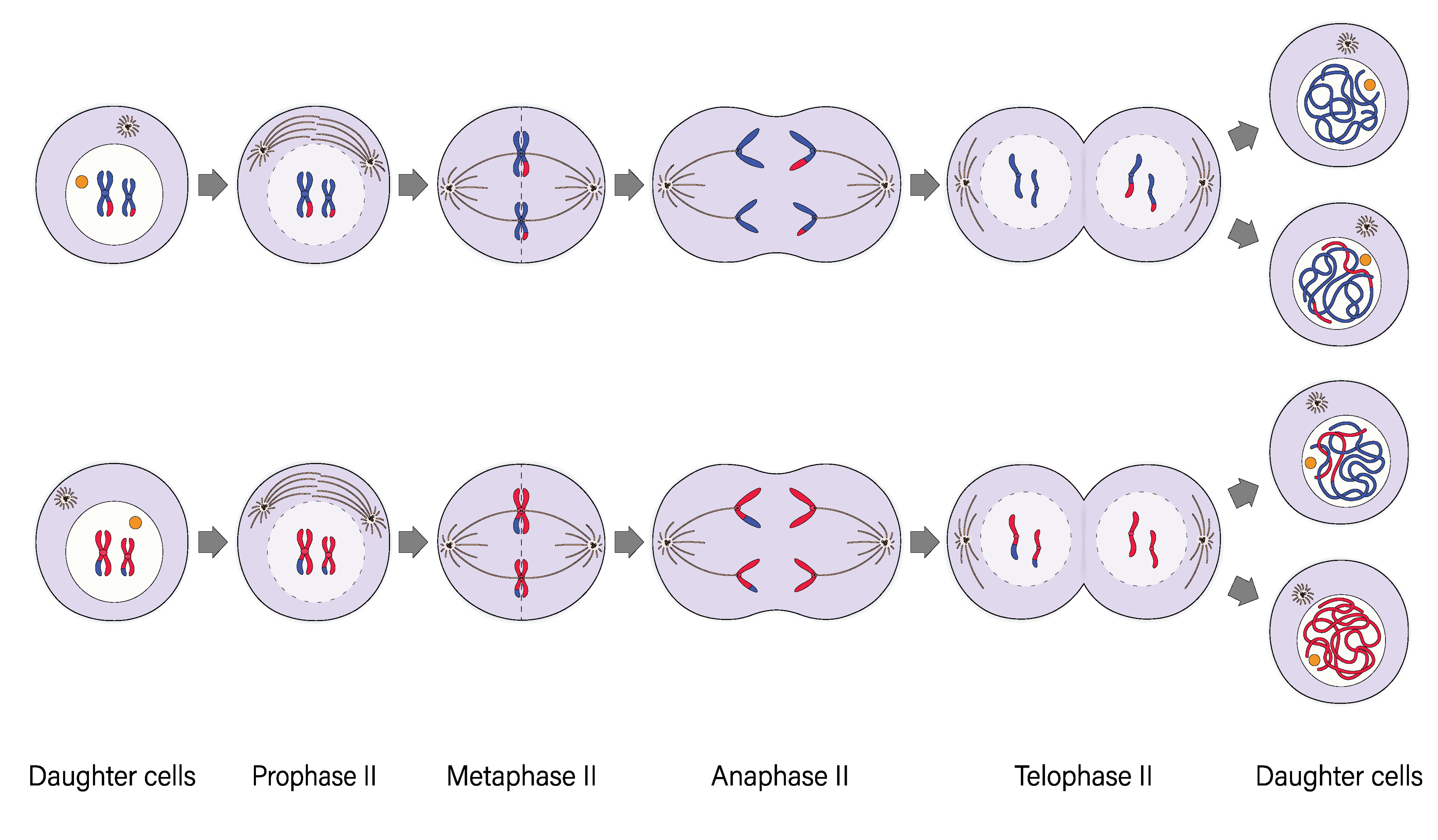 <p>A specialized form of cell division that reduces the chromosome number by half, producing gametes (sperm and eggs) for sexual reproduction.</p>