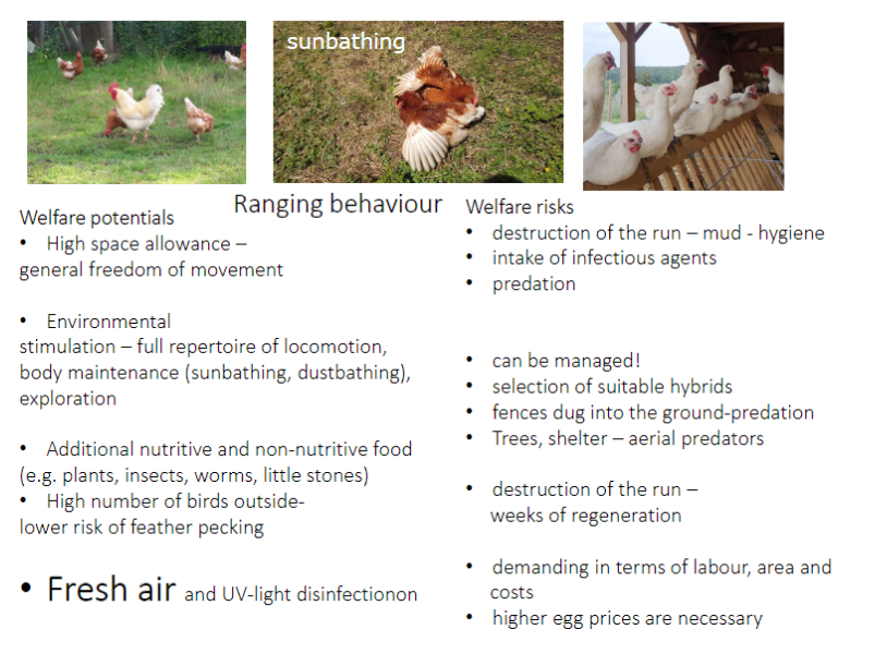 <p><strong>Welfare Potentials</strong><br>ā<strong>High space allowance</strong> ā general freedom of movement<br>ā<strong>Environmental stimulation</strong> ā full repertoire of locomotion, body maintenance (<strong>sunbathing, dustbathing</strong>), exploration<br>ā<strong>Additional nutritive and non-nutritive food</strong> ā e.g., plants, insects, worms, little stones<br>ā<strong>High number of birds outside</strong> ā lower risk of <strong>feather pecking</strong><br>ā<strong>Fresh air and UV-light</strong> ā natural <strong>disinfection</strong></p><p><strong>Welfare Risks</strong><br>ā<strong>Destruction of the run</strong> ā mud, hygiene issues, weeks of regeneration<br>ā<strong>Intake of infectious agents</strong><br>ā<strong>Predation</strong> ā can be managed with suitable <strong>hybrids</strong>, <strong>fences dug into the ground</strong>, <strong>trees and shelter</strong> for aerial predators<br>ā<strong>Labour, area, and cost demands</strong> ā higher <strong>egg prices</strong> are necessary</p><p><strong>Key Point</strong><br>āOutdoor and enriched systems improve <strong>hen welfare</strong> but require careful <strong>management of hygiene, predators, and resources</strong></p>