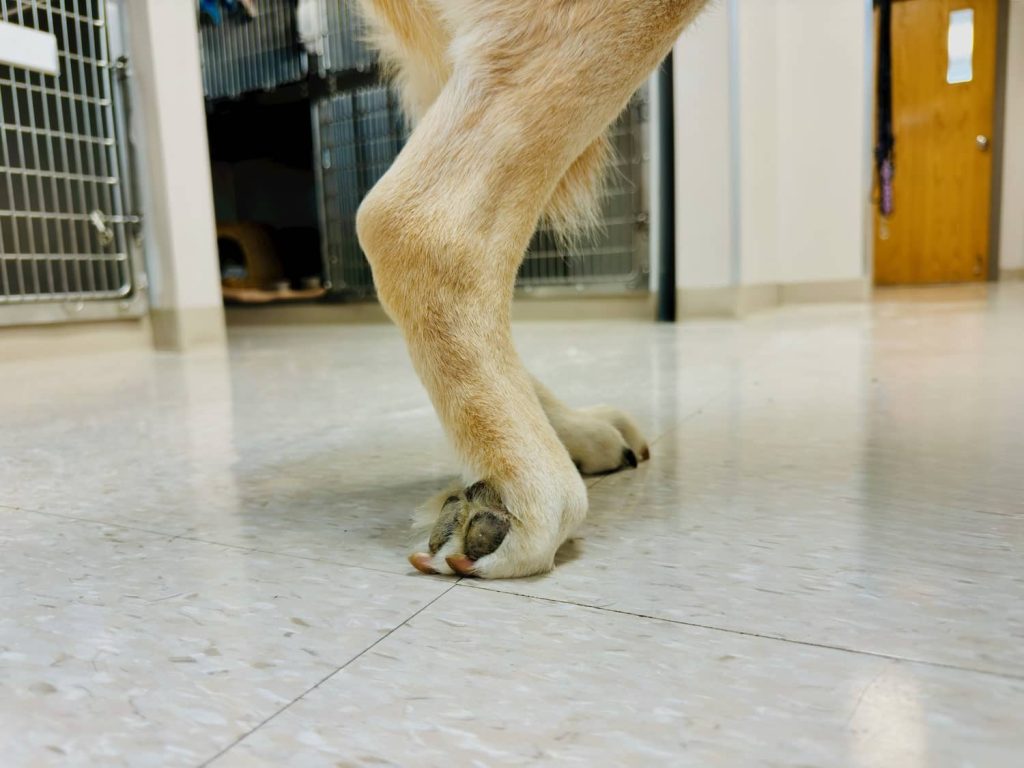 <p><strong>_______ </strong>damage to the _______ nerve leads to: </p><ul><li><p>Knuckling over </p></li><li><p>Animal may learn how to “flip” their paw (although they would still be unable to extend carpus) </p></li><li><p>Some ability to continue weight bearing </p></li></ul><p></p><p>Amputation not always necessary </p><p></p>