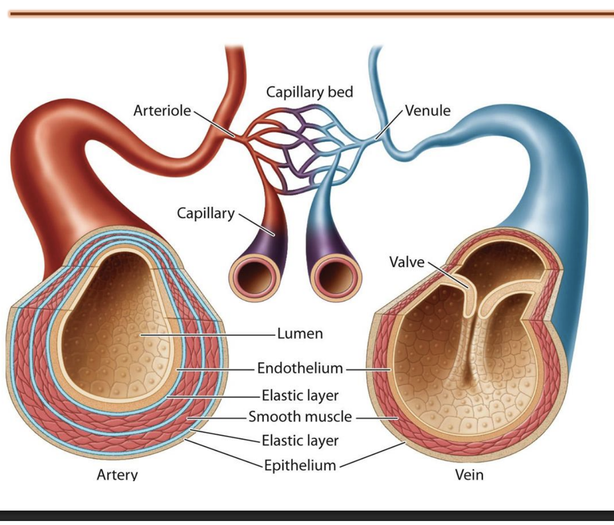 <ul><li><p>Arteries</p></li><li><p>veins</p></li></ul><p></p>