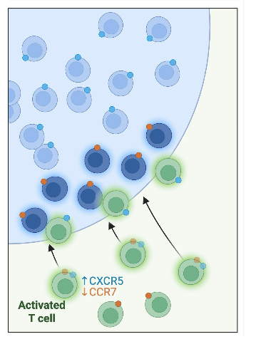 <p>downregulation of CCR7 and upregulation of CXCR5 </p>
