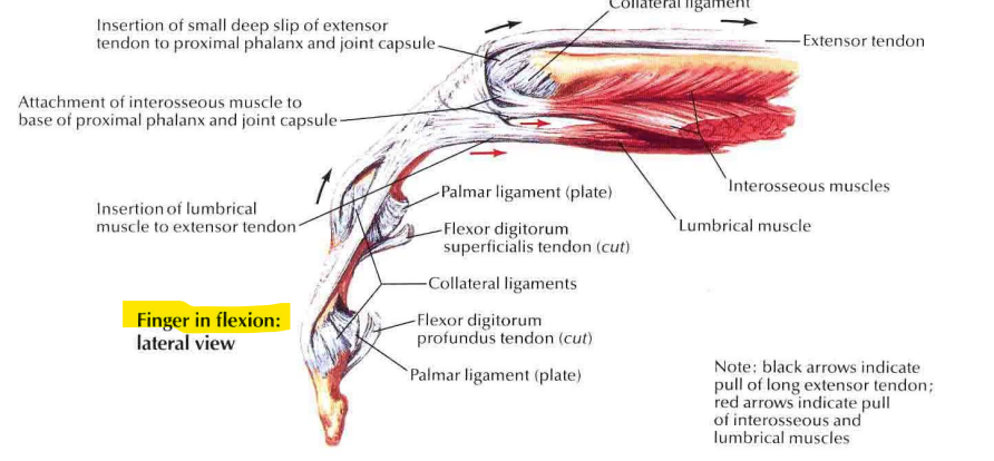 <p>volar in flexion</p>