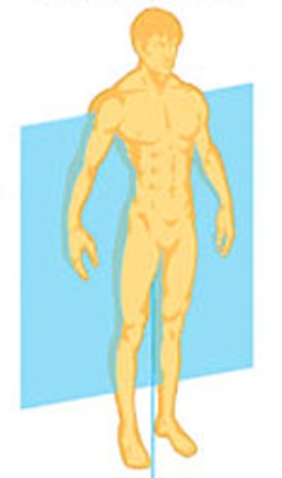 <p>Vertical anatomical plane that runs <span style="color: rgb(255, 169, 232);">left → right </span><span style="color: rgb(255, 255, 255);">and </span>divides the body and brain into <span style="color: rgb(255, 169, 232);">anterior (front) </span><span style="color: rgb(255, 244, 244);">and </span><span style="color: rgb(255, 169, 232);">posterior (back)</span> sections; <span style="color: rgb(255, 169, 232);">perpendicular </span>to the <span style="color: rgb(255, 169, 232);">floor</span>, <span style="color: rgb(255, 169, 232);">parallel </span>to <span style="color: rgb(255, 169, 232);">body’s long axis</span></p>