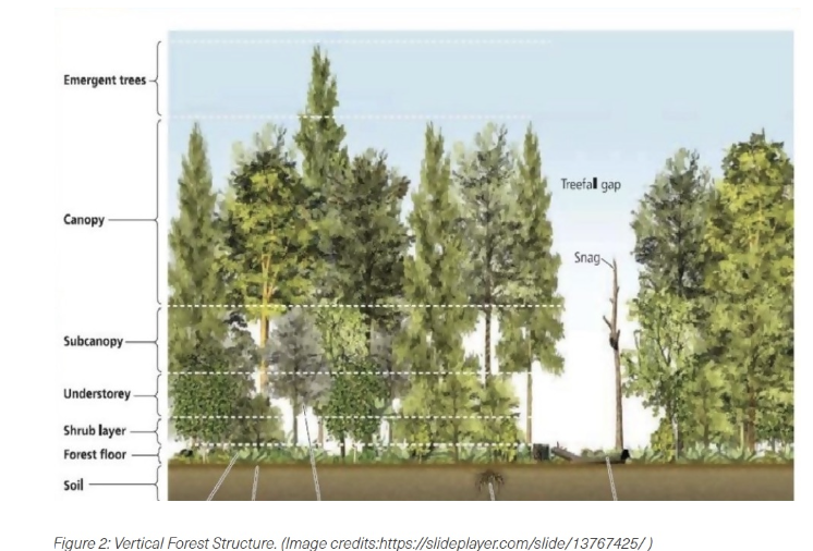 <p>The distribution of tree heights and canopy layers within a forest stand. </p>