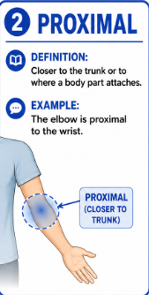 <p>Closer to the trunk or closer to where a body part begins or attaches.</p><p>Example: The elbow is proximal to the wrist.</p>