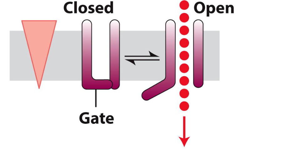<ul><li><p><span>Channels often are gated — can be open or closed.</span></p></li><li><p><span>This is an important feature because it provides channels the ability of responding to different stimuli (e.g., neurotransmitters).</span></p></li><li><p><span>In other words, they can be turned ON/OFF in response to different signals</span></p></li></ul><p></p>