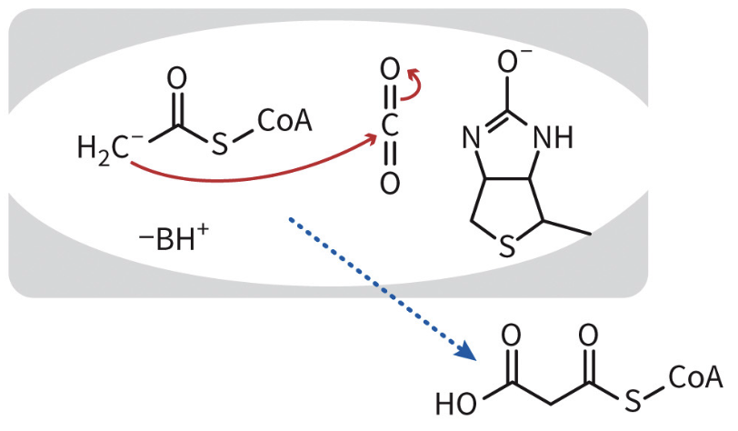 <p>enolate attacks carbon dioxide, generating malonyl-CoA. biotin reprotonates, regenerating enzyme.</p>